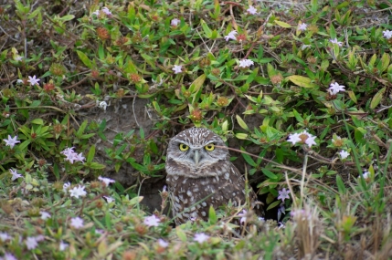 burrowing owl 1